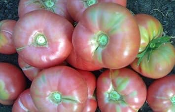 Baby Pink Tomato Seeds for Planting