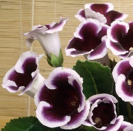 Sort Hvid Gloxinia Blomsterfrø til Have - 100 stk