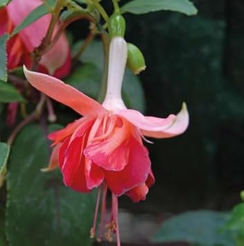 Flower Seeds, Seeds for Planting, Plant Seeds