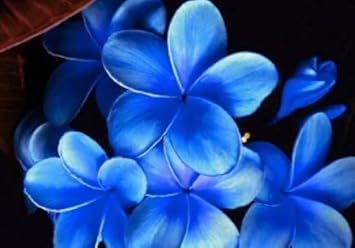 Flower Seeds, Seeds for Planting, Plant Seeds