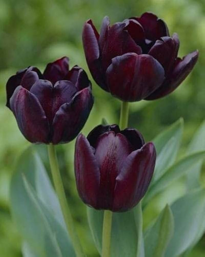 Maroon Tulip Flower Seeds for Planting – Heirloom, Non-GMO, High Germination Organic Garden Seeds