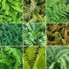 is a fern a seed plant Fern Plant Seeds for Garden Planting – Heirloom Non-GMO Organic Garden – Neeraseeds