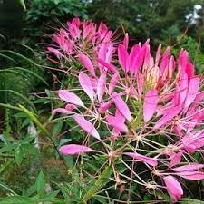 Flower Seeds, Seeds for Planting, Plant Seeds