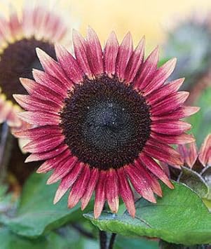 Flower Seeds, Seeds for Planting, Plant Seeds