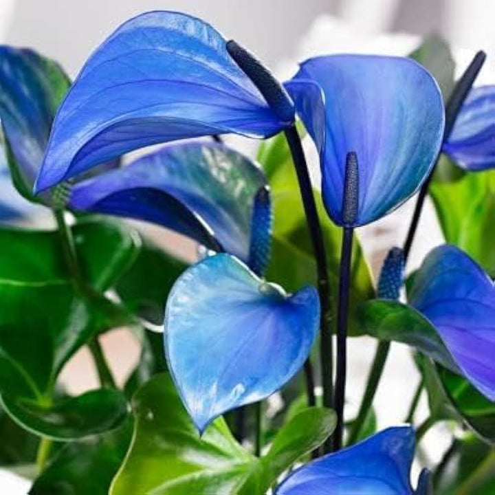 Blue Anthurium Andraeanum Flower Seeds – Heirloom, Non-GMO Tropical Seeds for Planting