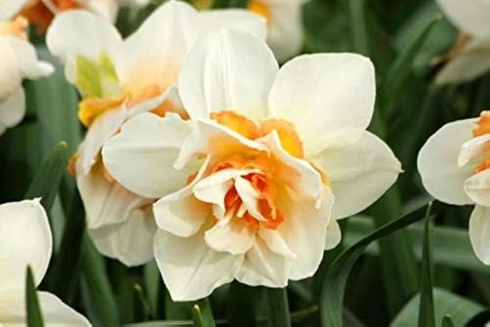 daffodil narcissus flower seeds