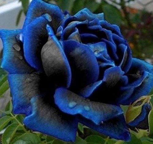 Purple Black Supreme Rose Flower Seeds for Planting, 100 pcs