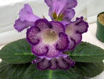 Flower Seeds, Seeds for Planting, Plant Seeds