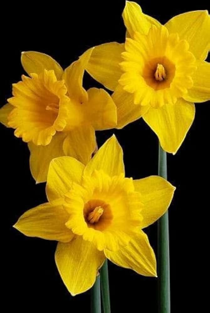 double petal flower seeds