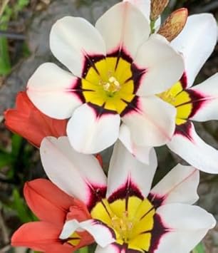 Flower Seeds, Seeds for Planting, Plant Seeds