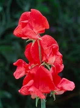 Flower Seeds, Seeds for Planting, Plant Seeds
