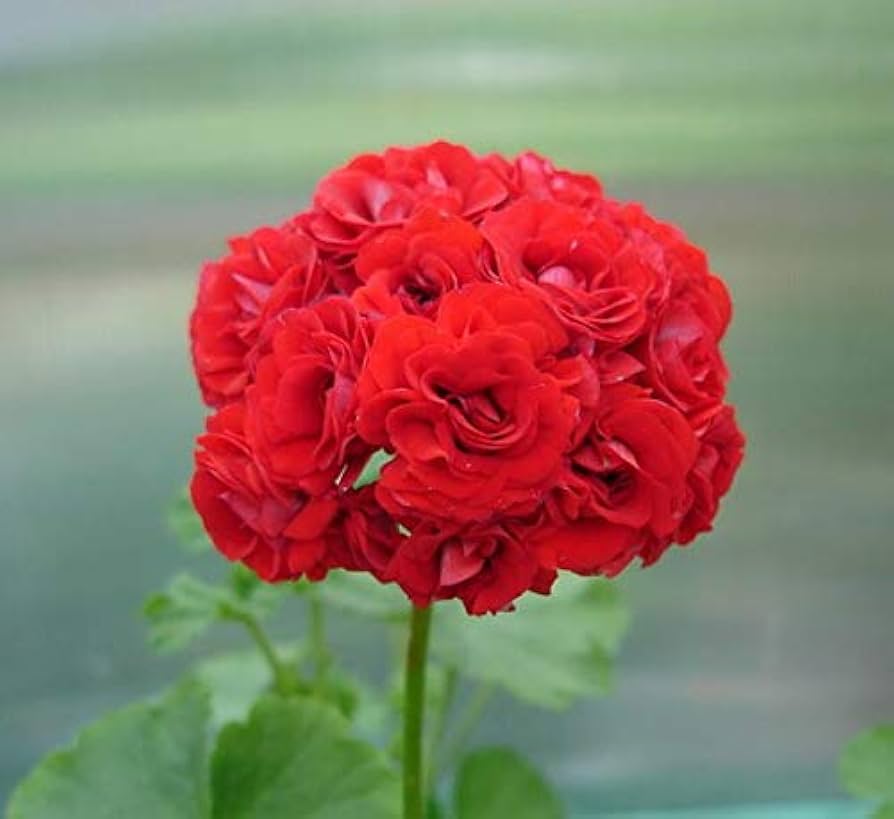 rare geranium flower seeds