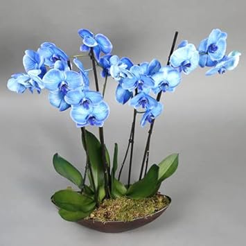 blue organic flower seeds