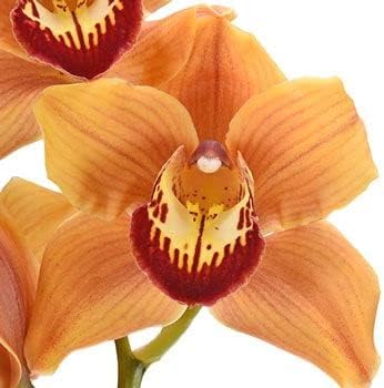 Flower Seeds, Seeds for Planting, Plant Seeds