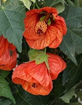 orange tangerine flower seeds