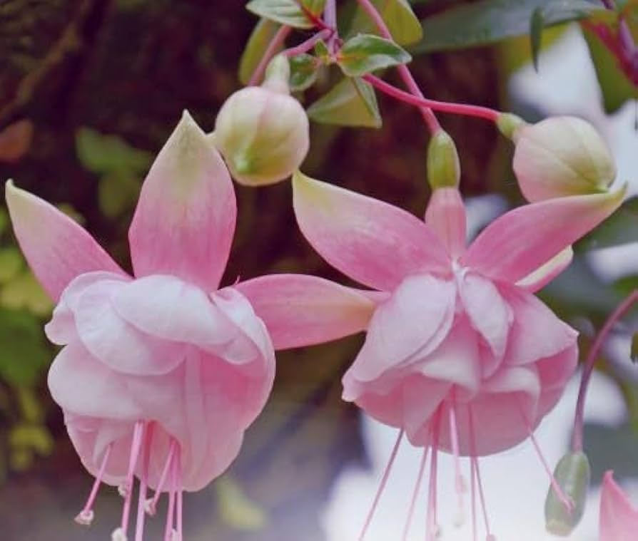 Pale Pink Fuchsia Flower Seeds for Planting 100 pcs