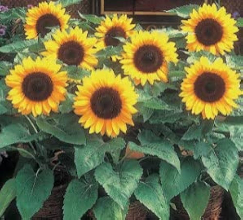 sunflower helianthus flower seeds