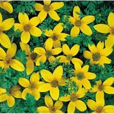 golden bidens flower seeds