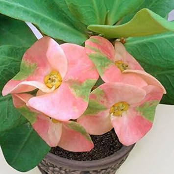 pink green flower seeds