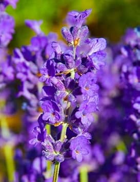 violet lavender flower seeds