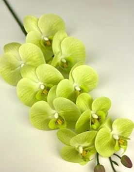 Flower Seeds, Seeds for Planting, Plant Seeds