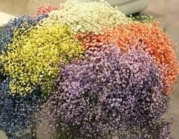 Flower Seeds, Seeds for Planting, Plant Seeds