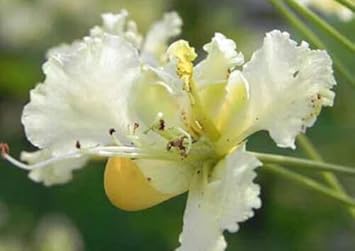 Flower Seeds, Seeds for Planting, Plant Seeds