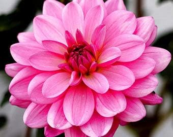 Flower Seeds, Seeds for Planting, Plant Seeds