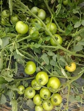 Light Green Tomato Seeds for Planting