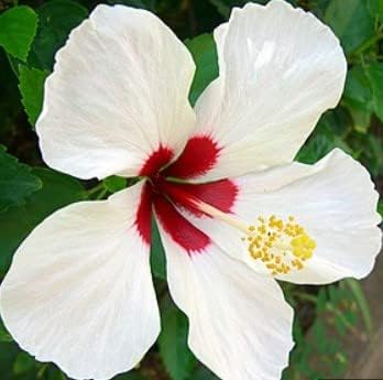 Flower Seeds, Seeds for Planting, Plant Seeds