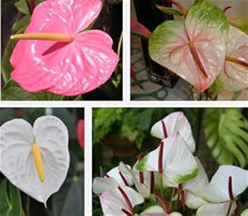 Flower Seeds, Seeds for Planting, Plant Seeds