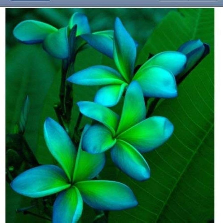Blue Green Plumeria Flower Planting Flower Seeds Home Garden Planting, Premium Organic