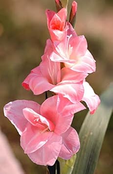 Flower Seeds, Seeds for Planting, Plant Seeds