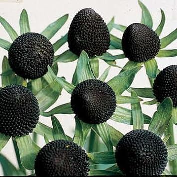 green rudbeckia flower seeds