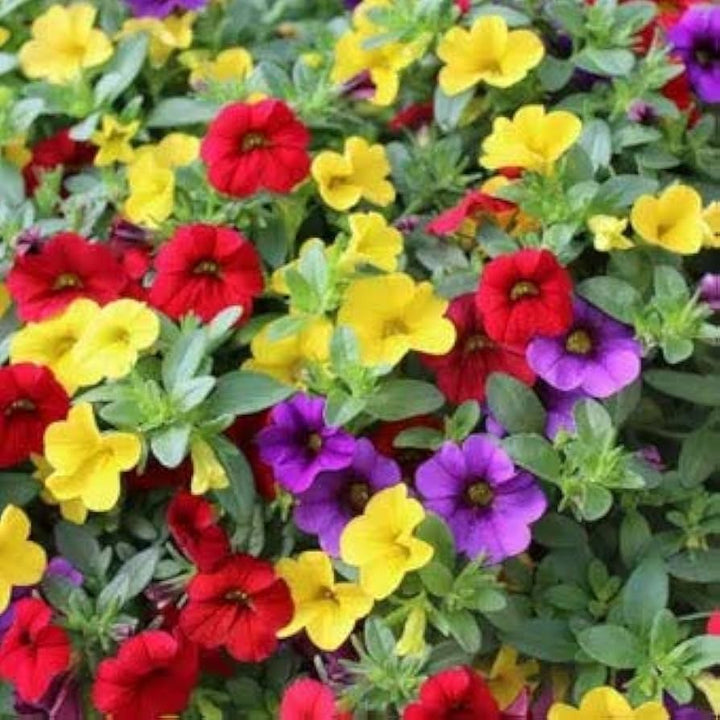 Hanging Petunia Flower Seeds for Planting - Mixed Colors 100 pcs