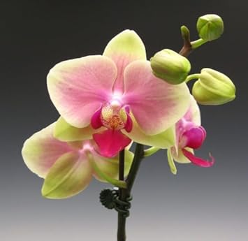 Flower Seeds, Seeds for Planting, Plant Seeds