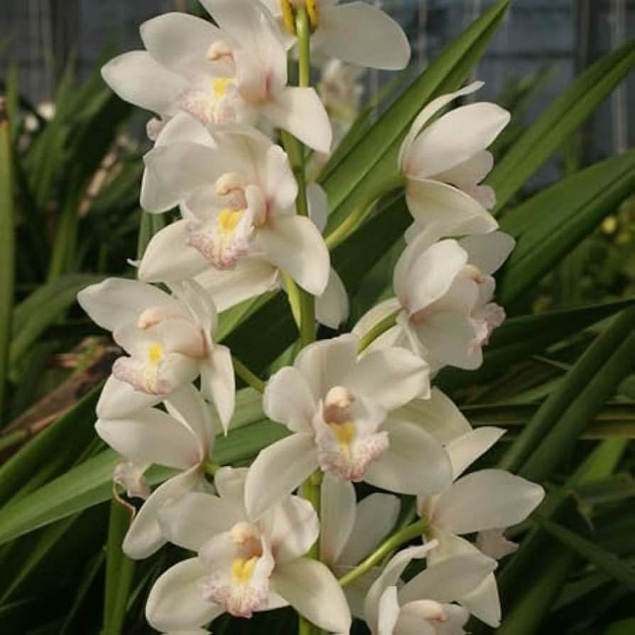 white cymbidium flower seeds