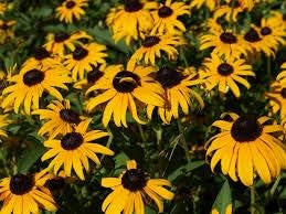 Flower Seeds, Seeds for Planting, Plant Seeds