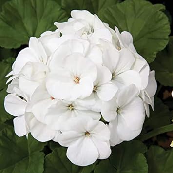 white geranium flower seeds