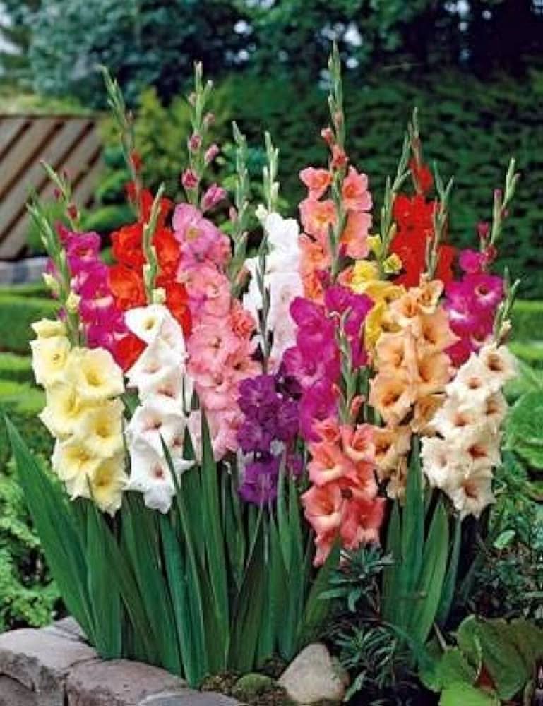 pink gladiolus flower seeds