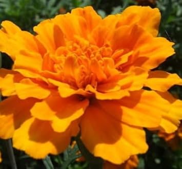 Flower Seeds, Seeds for Planting, Plant Seeds