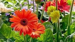 Flower Seeds, Seeds for Planting, Plant Seeds