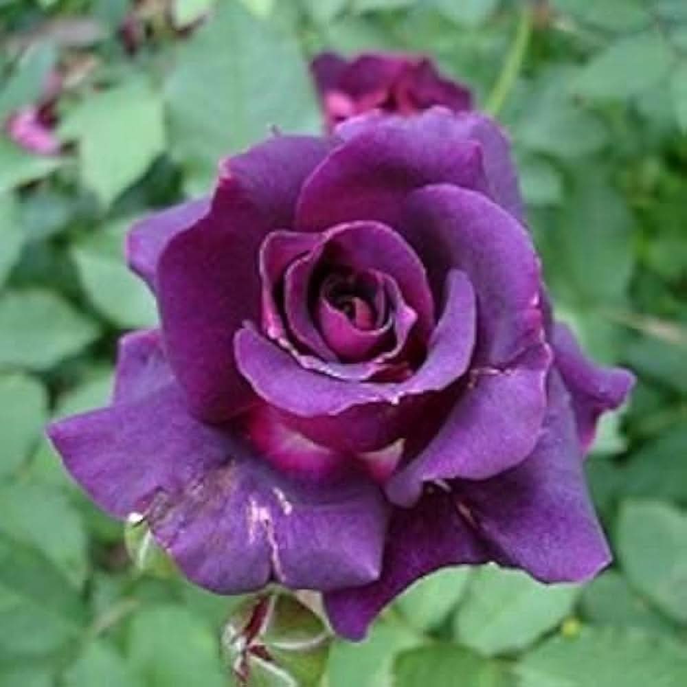 purple white flower seeds