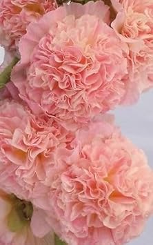 Hollyhock Pale Pink Seeds for Planting
