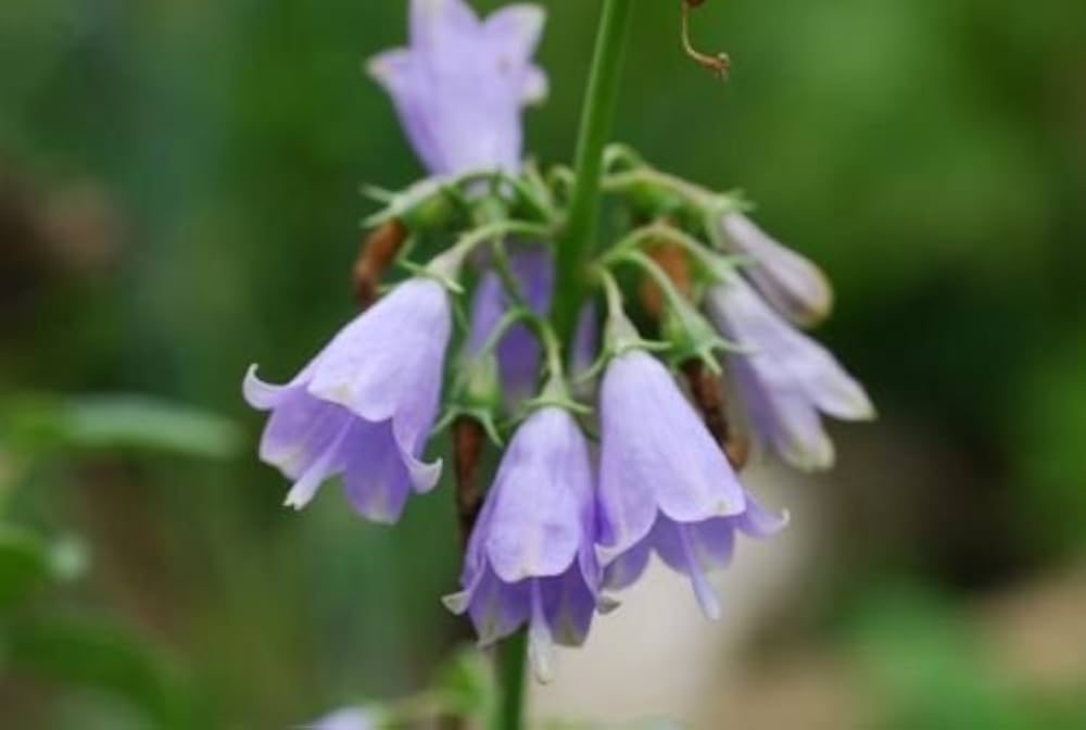 adenophora triphylla flower seeds
