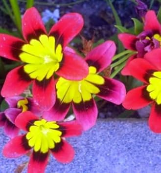 Flower Seeds, Seeds for Planting, Plant Seeds