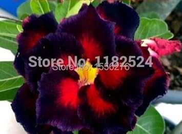 Flower Seeds, Seeds for Planting, Plant Seeds