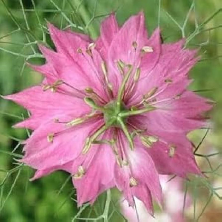 Nigella damascena (Love-in-a-Mist) Flower Seeds for Planting – Heirloom &amp; Non-GMO Blooms for Cottage Gardens &amp; Cut Flower Beds