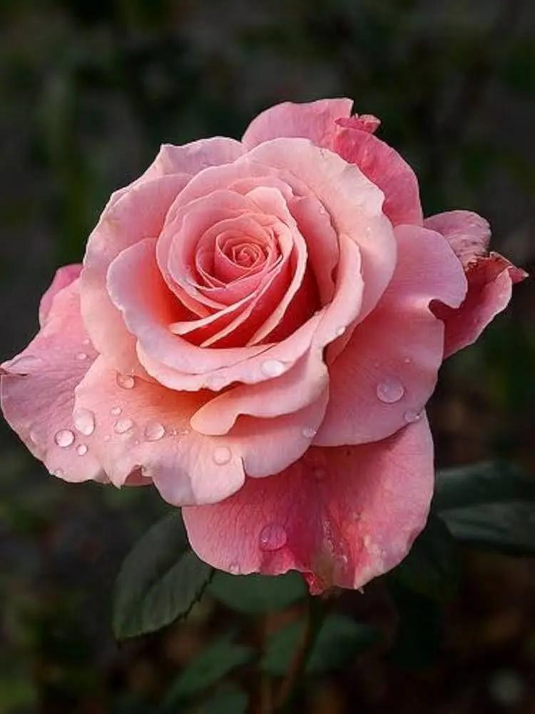 pink rose flower seeds