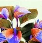 orange blue flower seeds